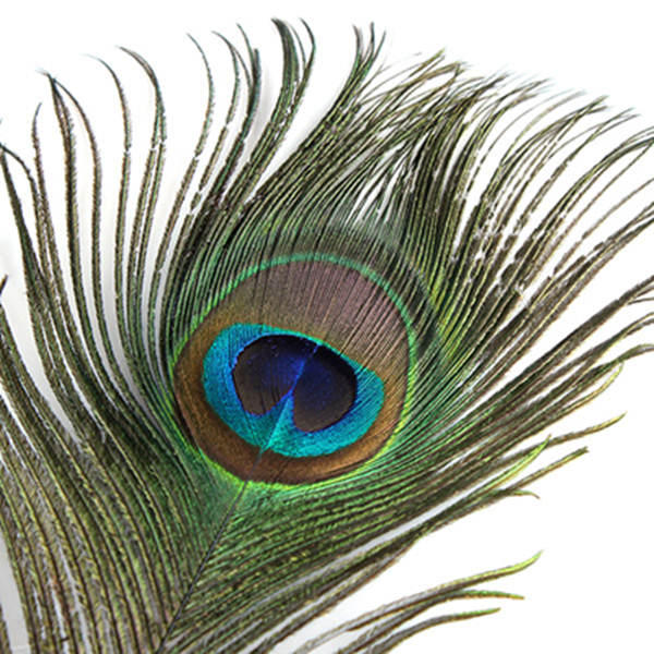 Peacock feather pen gift box